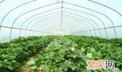 蔬菜种植出现烂根怎么解决 蔬菜烂根怎么办