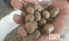 山药豆怎么保鲜 山药豆的储存方法