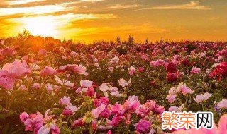 花青素是什么 花青素是什么类化合物