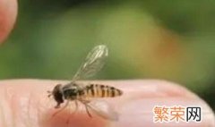 家里进蜜蜂怎么弄出去 蜜蜂怎么进到家里的