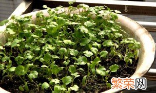 家里盆种香菜方法 盆里种香菜的方法