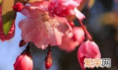 长寿冠海棠花的养殖方法和注意事项 长寿冠海棠花的养殖方法和注意事项视频