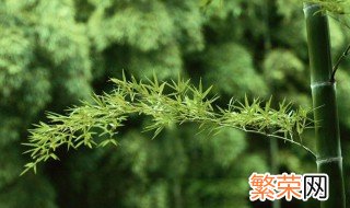 竹子是裸子植物还是被子植物 竹子是裸子植物还是被子植物?