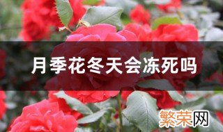 月季花会不会冻死 冬天月季花在户外会冻死吗