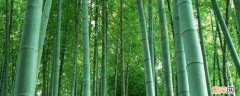 送竹子的含义是什么 竹子的寓意