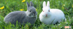 兔肠是什么 兔子的大肠杆菌