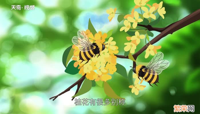 新鲜桂花怎么处理保存 新鲜桂花怎么保存