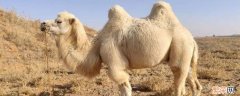 单峰骆驼和双峰骆驼的区别 单峰骆驼和双峰骆驼的区别原因