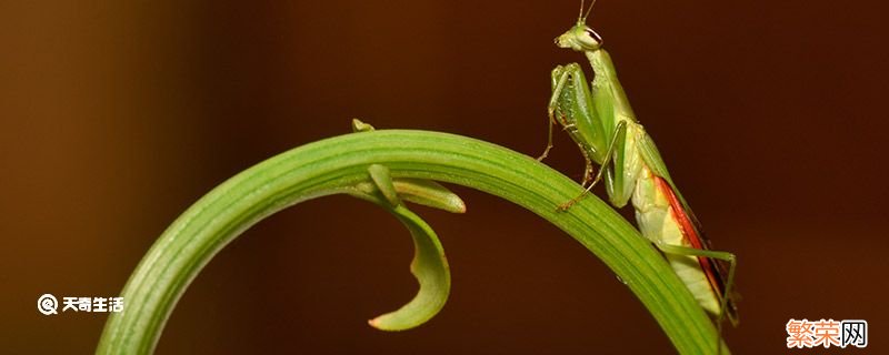 螳螂是益虫还是害虫 螳螂属于益虫还是害虫