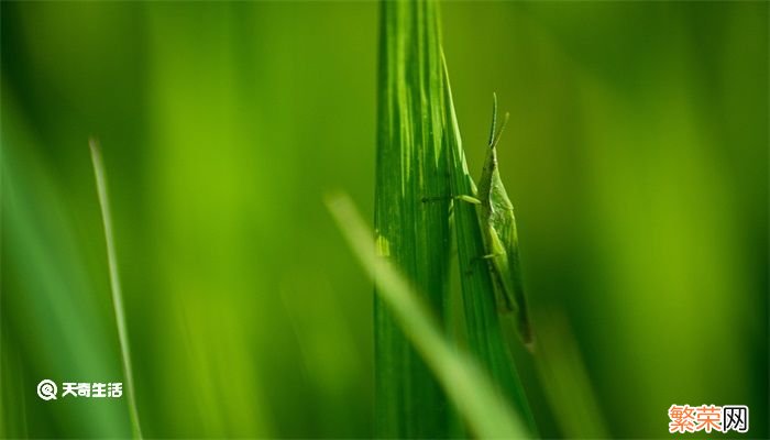 蚂蚱怎么分辨是公是母 蚂蚱怎么分辨公母