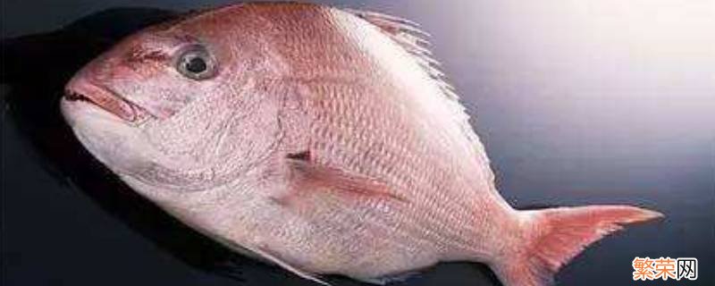 铜盆鱼是什么鱼 铜盆鱼学名叫什么
