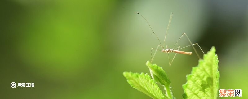 长脚蚊子咬人吗 被长脚蚊子咬了