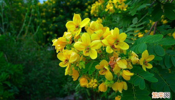 槐花是在什么季节几月份开放 槐花什么时候开放