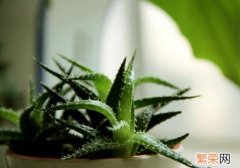 芦荟有什么作用 家里养一盆，药费不用花