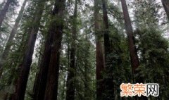 巨杉与北美红杉的区别 巨杉和北美红杉被誉为什么