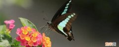蛾子和蝴蝶哪个身体纤细 特别大的像蝴蝶的飞蛾子