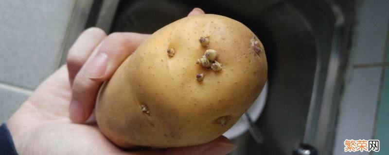 发芽的土豆怎样处理后没有毒 发芽的土豆怎样处理