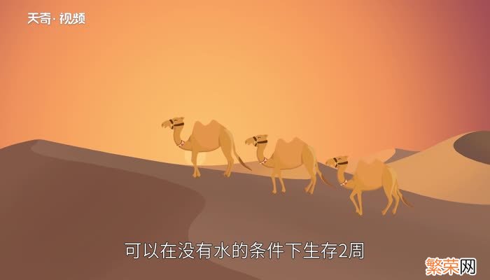 骆驼为什么能在沙漠中行走 为什么骆驼能在沙漠里行走