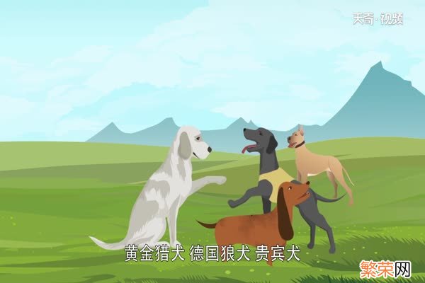 导盲犬是什么狗 导盲犬是哪种类型的狗