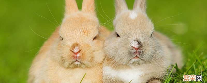 小白兔的生活习性 小白兔生活习性是