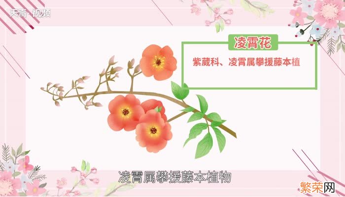 凌霄花花语 凌霄花花语是什么