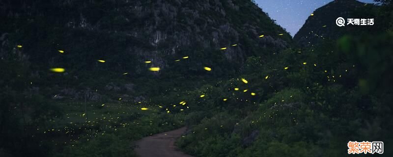 萤火虫为什么会发光 萤火虫发光原理