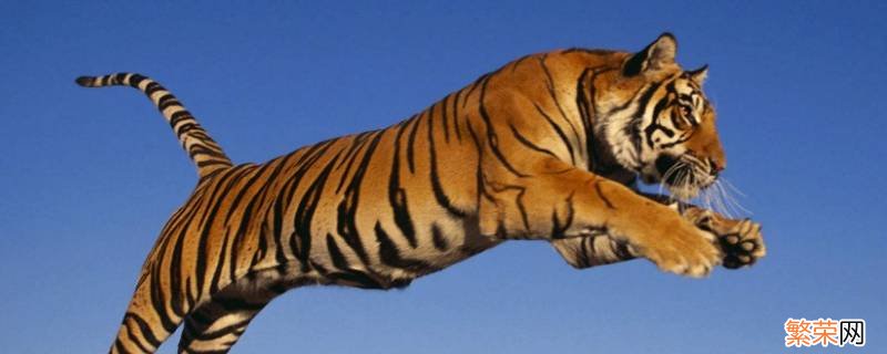 老虎和豹子是同一科吗 豹子和老虎是同类吗