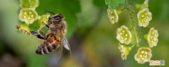 昆虫记中蜜蜂被称为 《昆虫记》中蜜蜂被称为