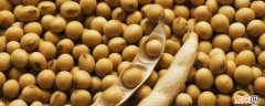 大豆的古名是什么的语音 大豆的古名是什么