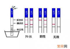 金秀儿排卵试纸强阳后多久排卵 排卵试纸强阳后多久排卵