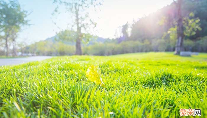 用排比句写一种植物 用排比句写一种植物50个字