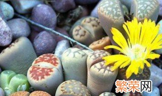 怎么养生石花 养生石花方法