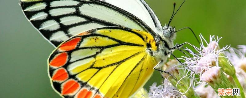 蝴蝶发现花蜜靠的是什么 蝴蝶吸取花蜜的叫什么