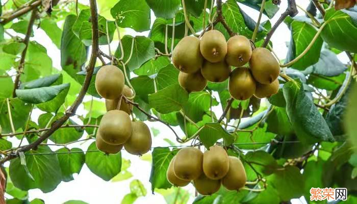 猕猴桃是什么季节的水果 猕猴桃是啥季节的