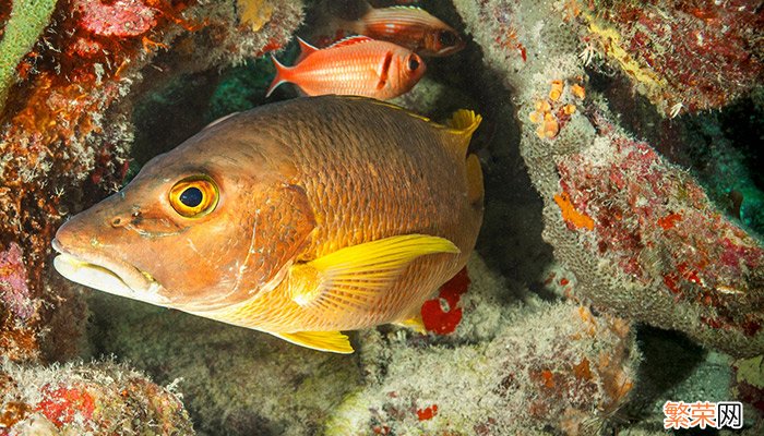 鲤鱼能生活在海水中吗 鲤鱼能在海水里生存吗