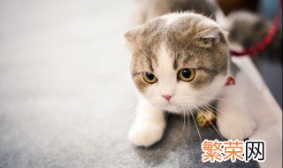 为什么养猫就没有蟑螂 家里养猫没呀蟑螂的原因