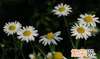 小白花的制作方法 如何制作小白花