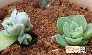 多肉植物的扦插方法 多肉植物的扦插方法是什么