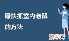 最快抓室内老鼠的方法 一起来了解一下