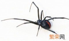 如何辨认黑寡妇蜘蛛 如何辨别黑寡妇蜘蛛