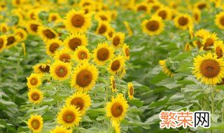 怎么选向日葵花 4种向日葵花品种介绍