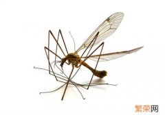 夏季如何防蚊虫叮咬 夏季怎么防蚊虫叮咬