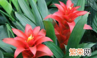 鸿运当头怎么养才开花 鸿运当头开过花后怎么养