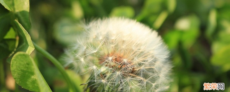 收集植物传播种子的方法 植物传播种子的方法