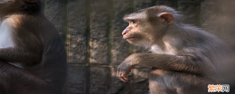 比本领告诉我们什么道理梅花鹿和金丝猴 比本领告诉我们什么道理