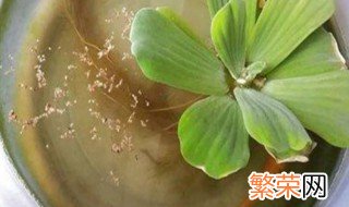 水芙蓉怎么养 水芙蓉的养法