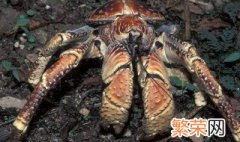 椰子蟹怎么养宠物 椰子蟹怎么养