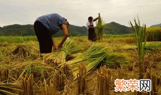 秋天成熟的农作物 秋季的饮食要注意什么