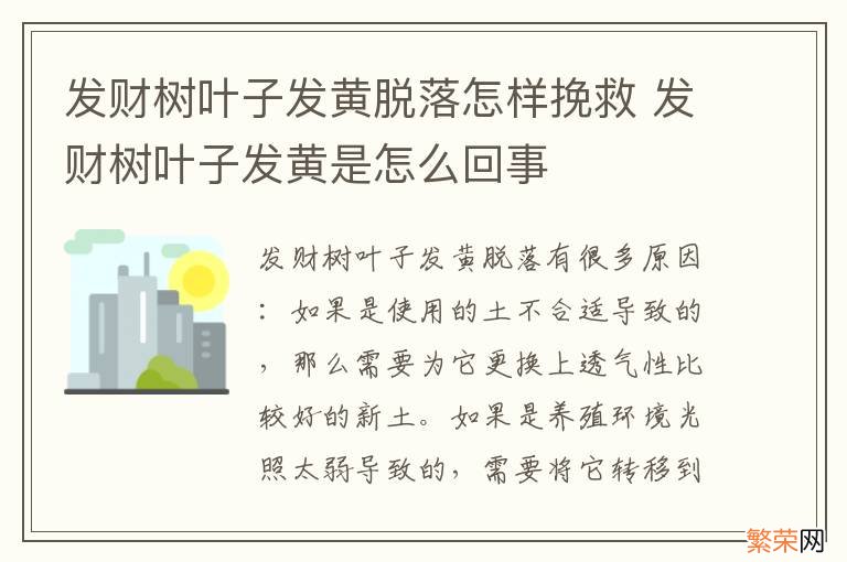 发财树叶子发黄脱落怎样挽救 发财树叶子发黄是怎么回事