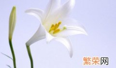 百合花适合室内养吗 不适合放在室内